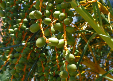 Evolución del sector del aceite de oliva