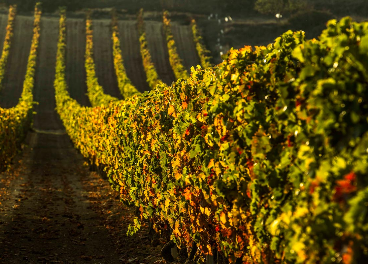 Campos de cultivo Rioja