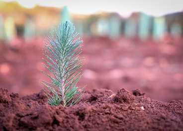 Nestlé colabora con la reforestación