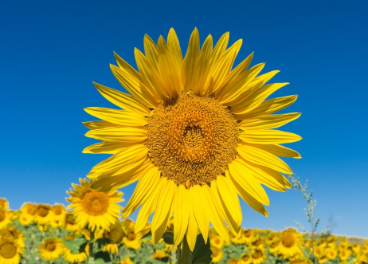 Girasoles