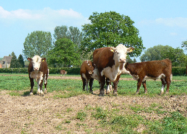 España compra más carne roja británica