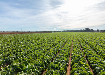 Campos junto a la fábrica de Vegetales Línea Verde