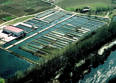Piszolla, comprada por la francesa Aqualande