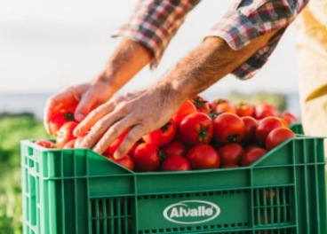 Tomates para gazpacho Alvalle