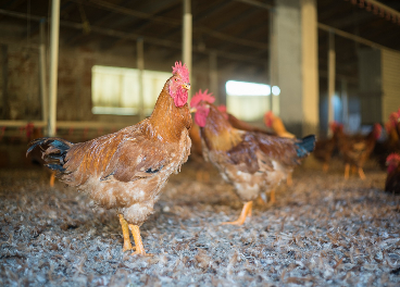 Gallinas en granjas de Vall Companys