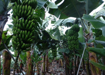 Cultivo de la IGP Plátano de Canarias