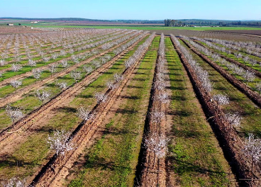 Campo de cultivo de Borges