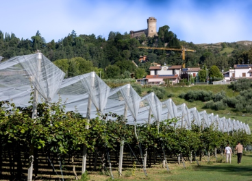 Plantaciones de kiwi de Zespri 