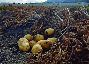 Recolección de patatas de Álava, Udapa