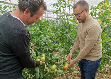 Tomates de Carrefour