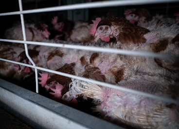 Sorli no venderá huevos de gallinas enjauladas