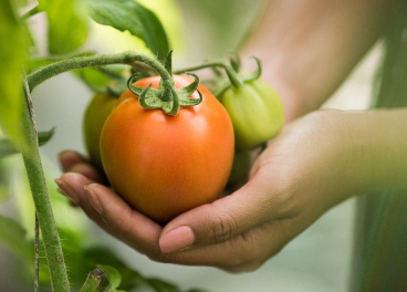 Green Growing Organic compra Bargosa