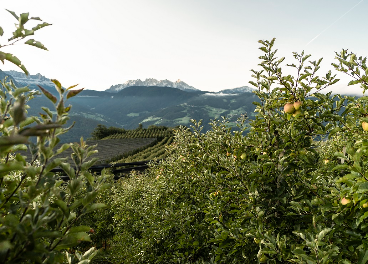 Manzanas en la región del Südtirol (Italia)