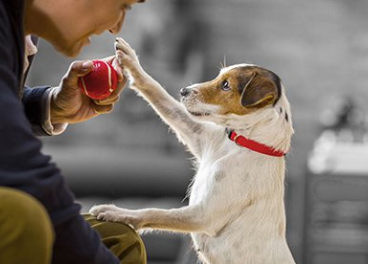 Nestlé, fábrica de pet food en Chile