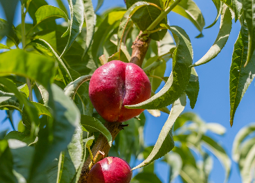 El Ciruelo inicia la campaña de fruta de hueso