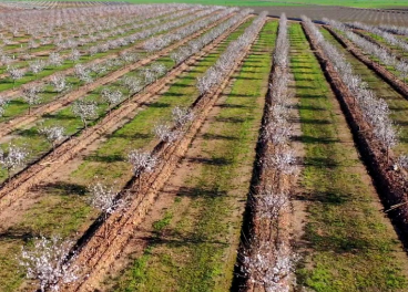 Campos de cultivo de BAIN