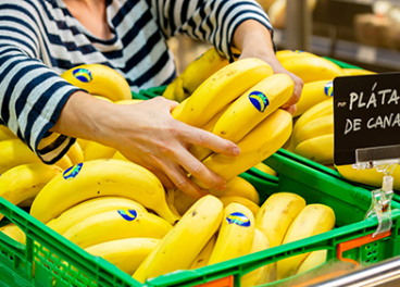 La producción del Plátano de Canarias cae un 12%