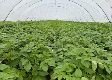 Cultivo de patata en invernadero, Patatas Meléndez
