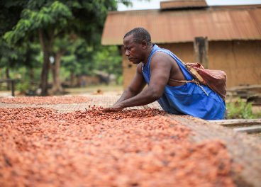 Programa de cacao de Nestlé