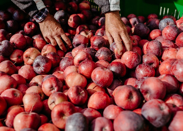 Optimismo en las manzanas Kissabel
