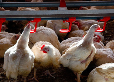 El SOS de la industria del pollo