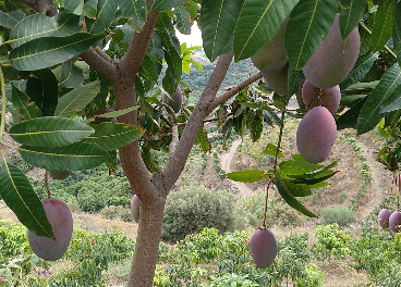 Producción de mangos ecológicos