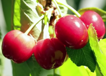 Cerezas del Valle del Jerte, de Carrefour