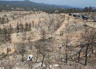 Eurofred apuesta por la reforestación