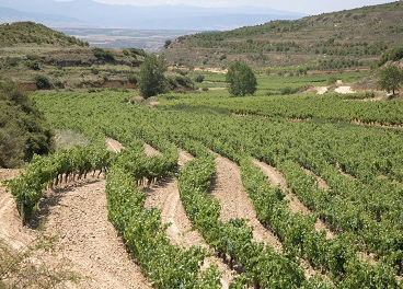 Hijos Rivera y Viñedos y Bodegas Sierra Cantabria