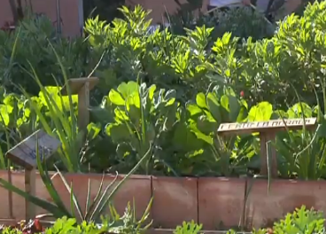 Huerto urbano ecológico en Madrid