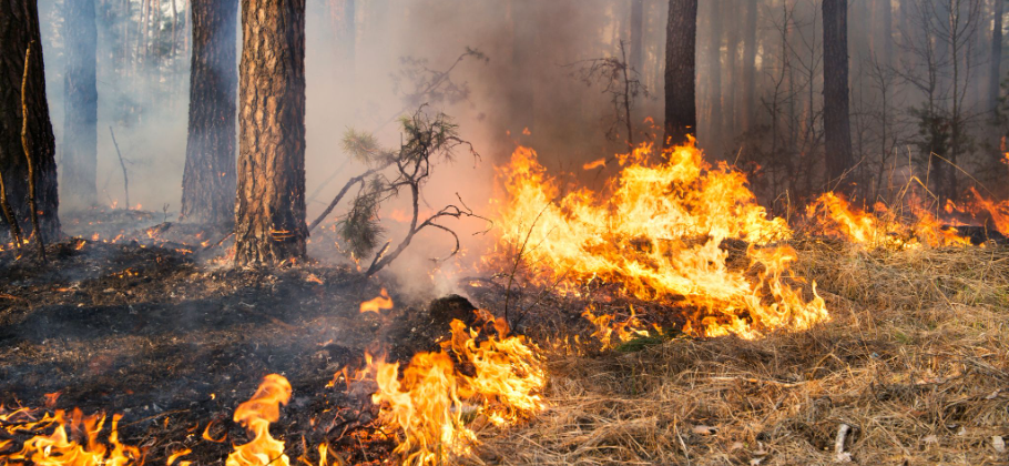 El retail ayuda a los afectados por los incendios